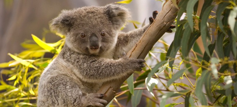 wildlife in ballarat