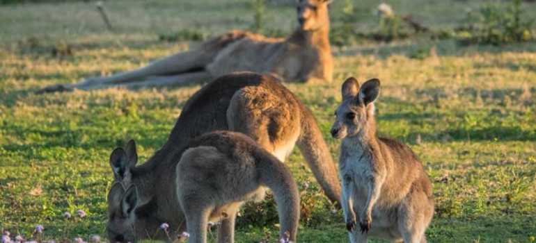 wildlife in charleville
