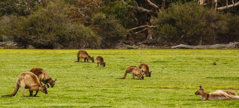wildlife viewing things to do in halls gap
