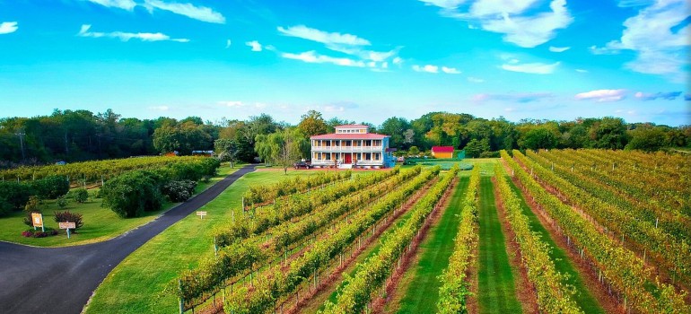 willow creek vineyard