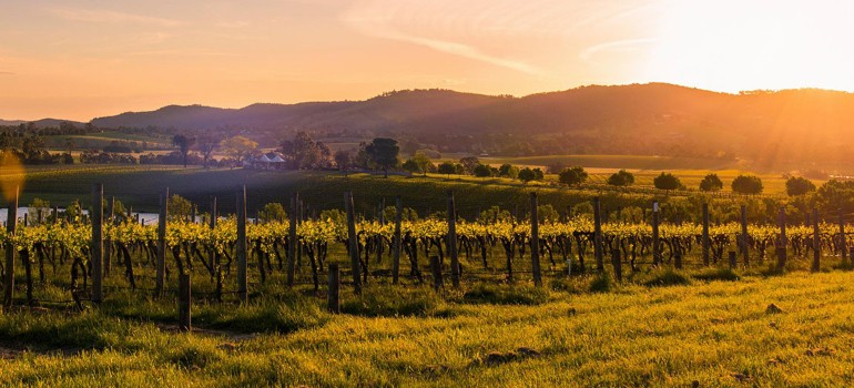 yarra valley vineyard